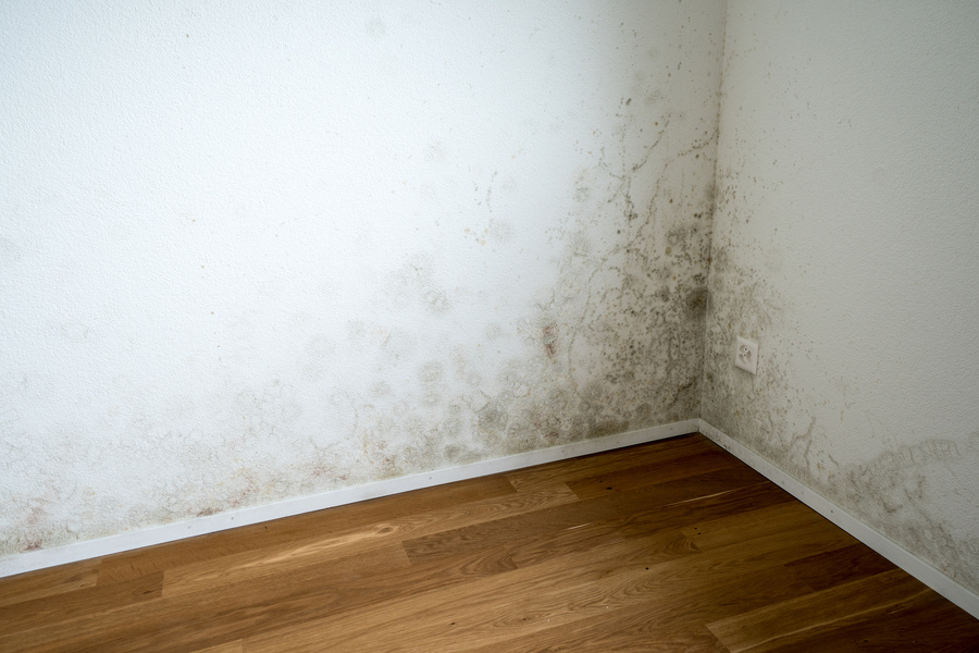Schimmel an der Hauswand